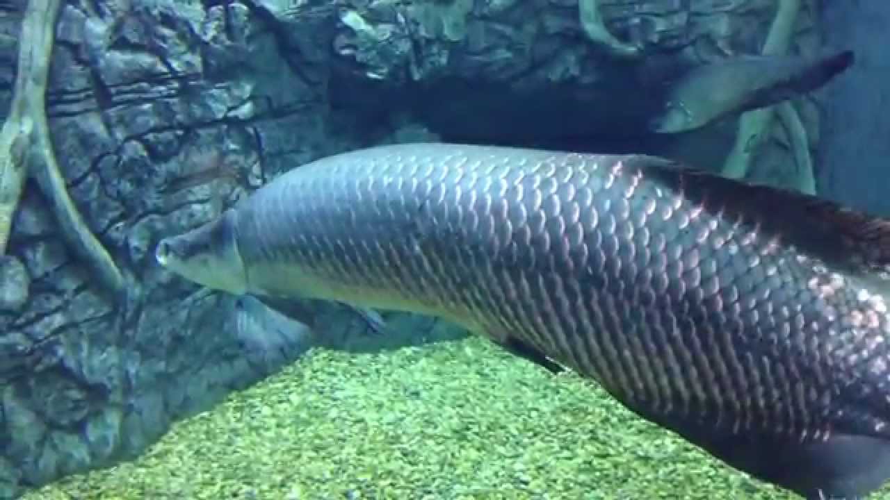 Арапаима гигас: общие сведения о рыбе arapaima, особенности размножения пираруку, рацион питания
