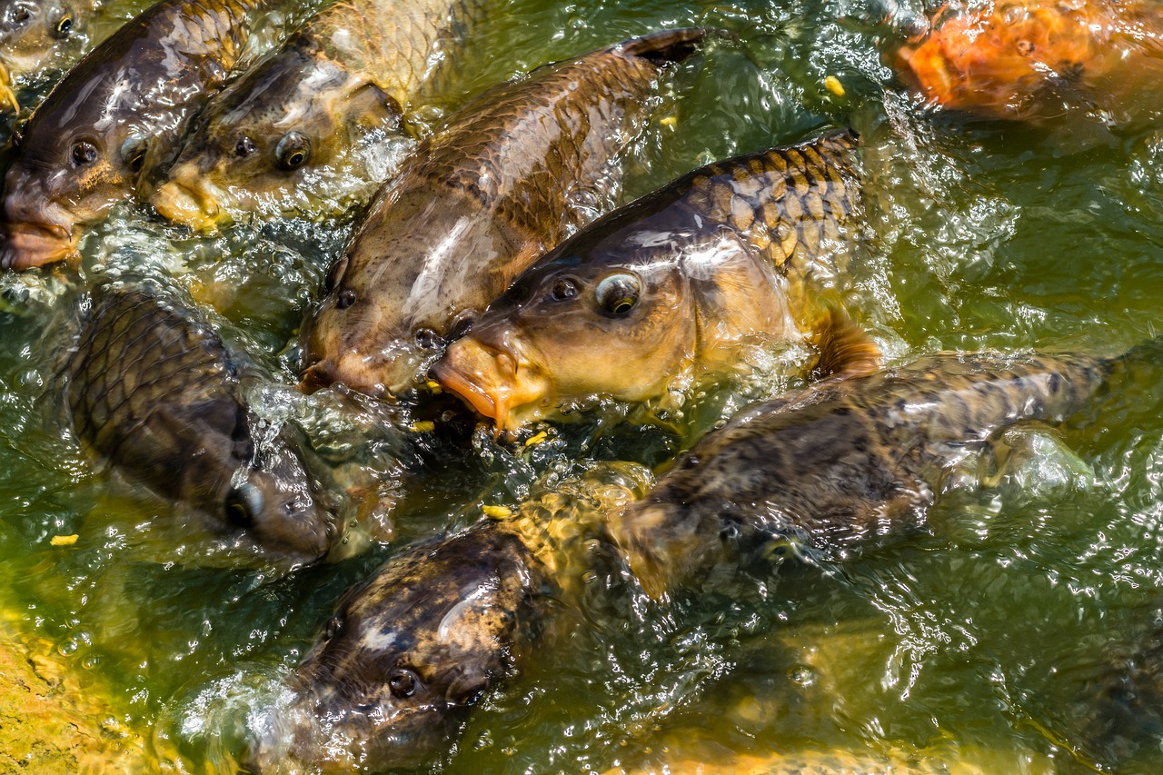 Как развести рыб на даче — советы начинающим