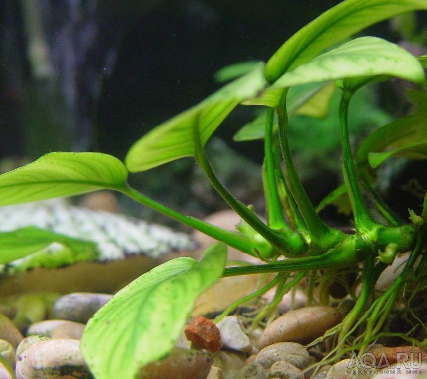 Анубиас: содержание в аквариуме и особенности растения