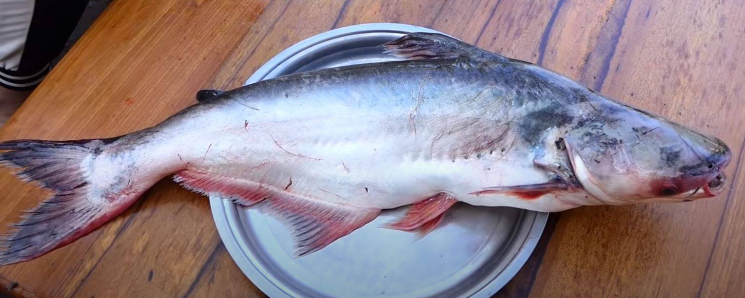 Пангасиус - что за рыба, чем питается, его область обитания