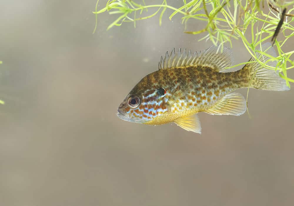 Окунь солнечный зеленый фото и описание – каталог рыб, смотреть онлайн