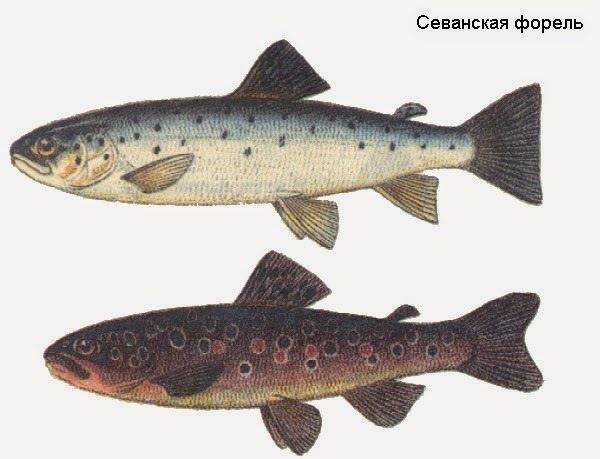 Рыба форель: (описание видов, образ жизни, среда обитания форели)