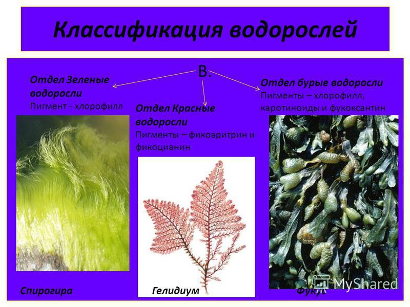 Группы водорослей примеры