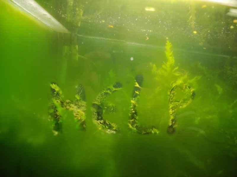 Зеленый налет на стенках аквариума: как избавиться?