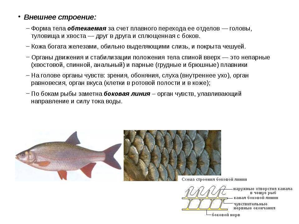 Рыба подлещик: фото и описание, разница с лещом, отличия от густеры, чем отличается и разные ли это рыбы