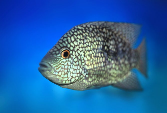 Бриллиантовая цихлазома – рыбка с экзотической окраской и поведением