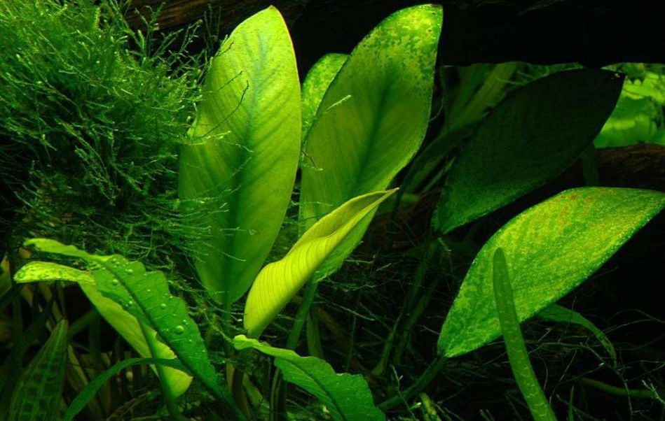 Аквариумное растение анубиас: содержание, размножение и виды