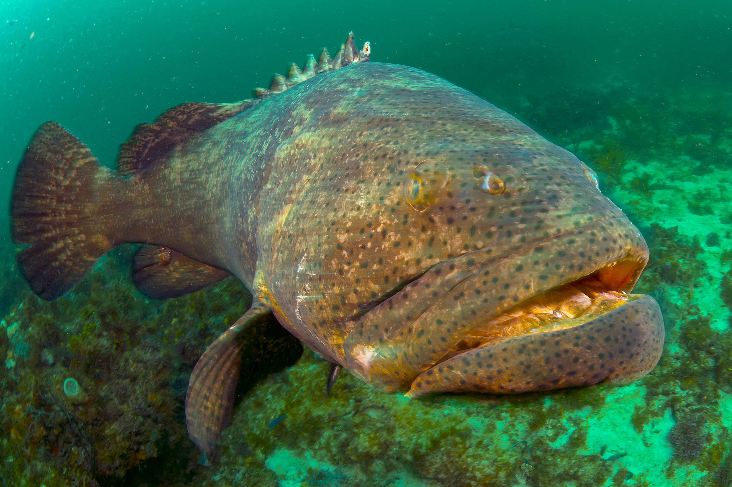Горбыль (white seabass) — описание, как, где и на что ловить