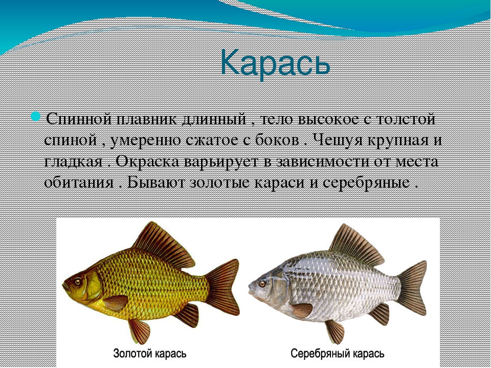 Карась - самый известный обитатель русских рек