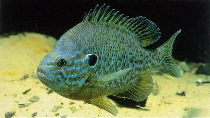 Рыба «окунь солнечный зеленый» фото и описание