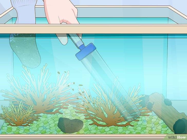 Как почистить аквариум в домашних условиях: как часто мыть