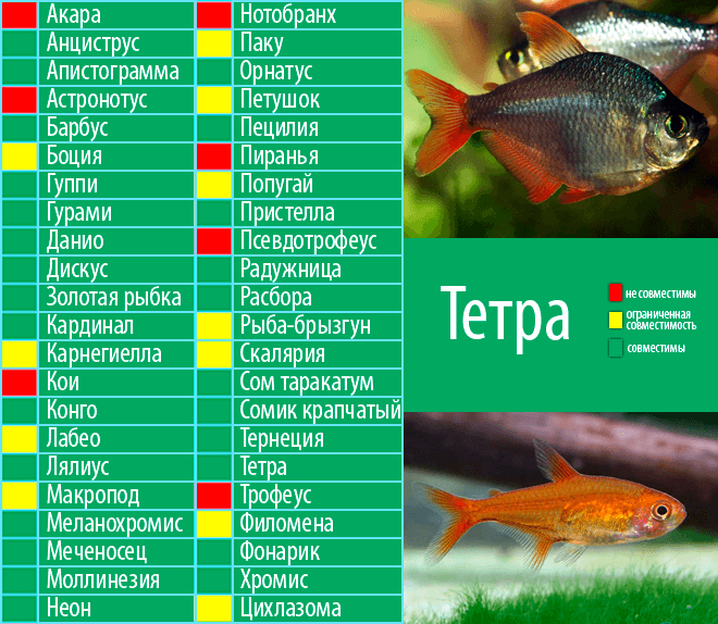 Таблицы совместимости разных видов аквариумных рыбок
