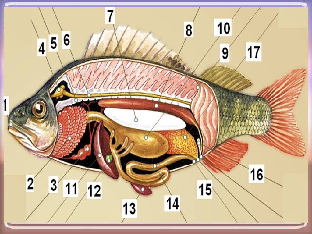 Внутреннее строение костной рыбы самка окуня
