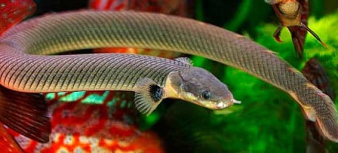 ᐉ рыба змея или калабарский каламоихт: описание, условия содержания в аквариуме, совместимость с другими рыбками - kcc-zoo.ru