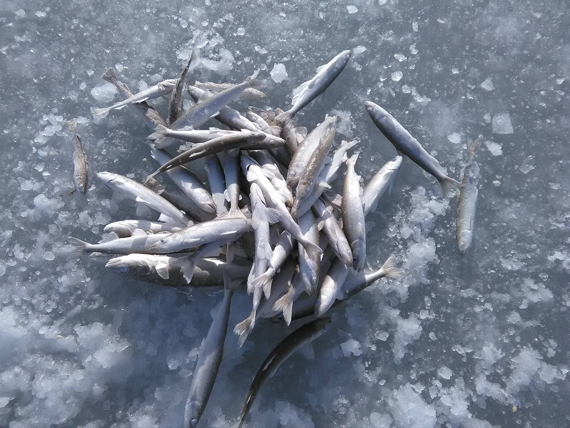 Секреты зимней рыбалки ловля наваги зимой на дальнем востоке отчет