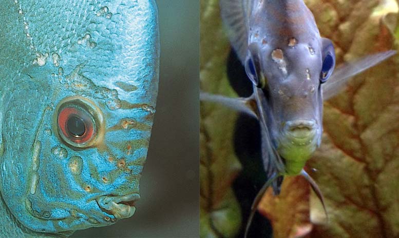 Гексамитоз (дырочная болезнь) рыб: симптомы, лечение, профилактика | zoodom