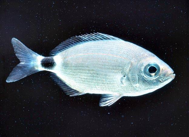 Палия фото и описание – каталог рыб, смотреть онлайн