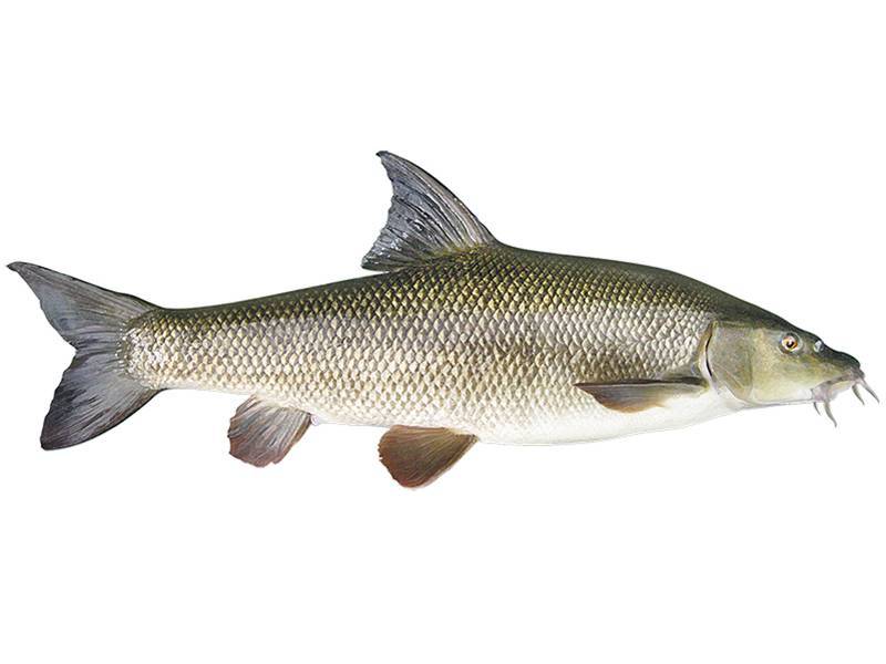 Рыба «Усач обыкновенный» фото и описание