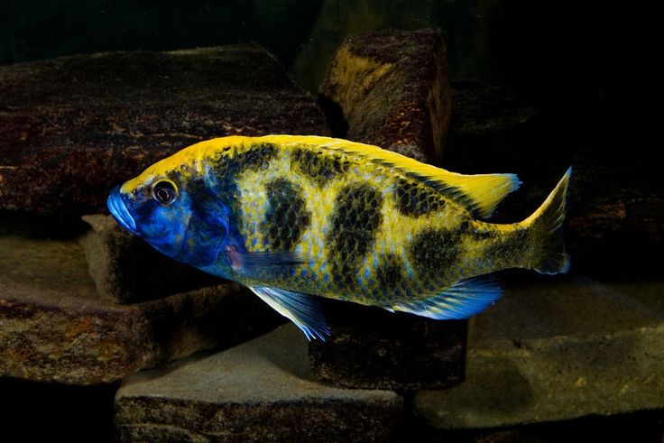 Нематантус (гипоцирта): как ухаживать за тропической золотой рыбкой