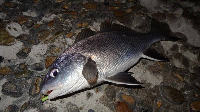 Белорыбица фото и описание – каталог рыб, смотреть онлайн