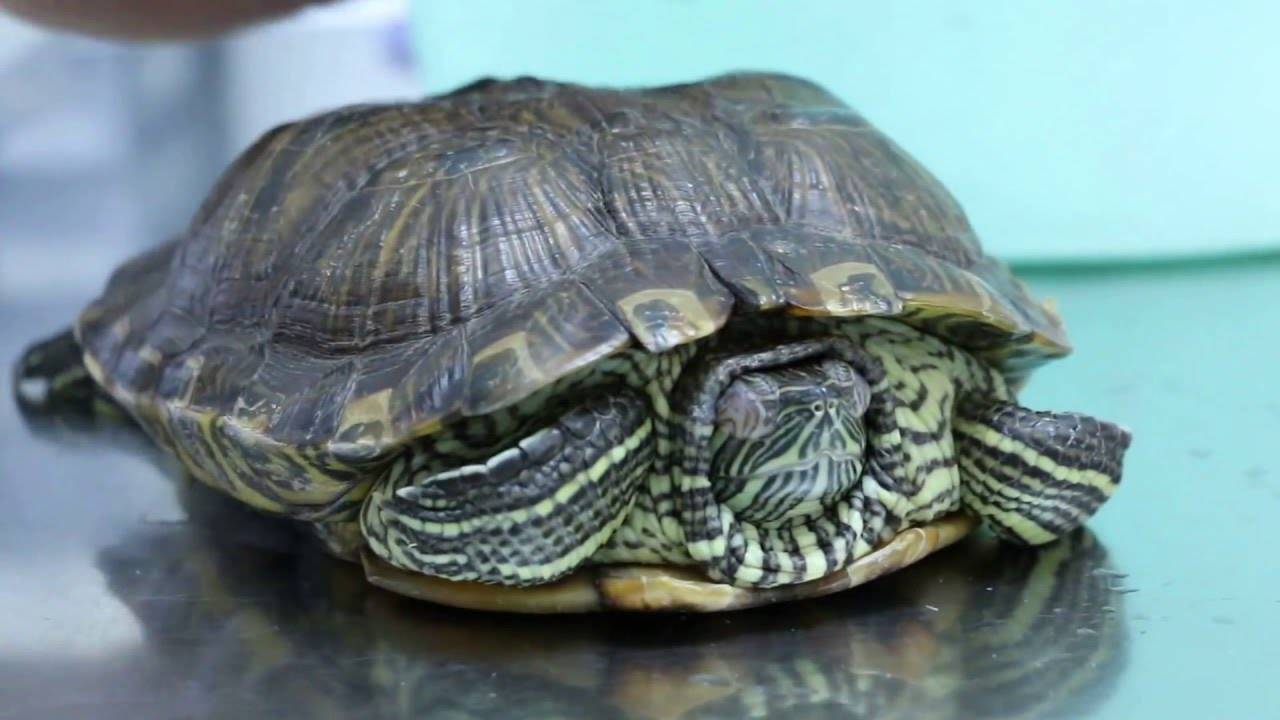 Почему красноухая черепаха не ест и что делать