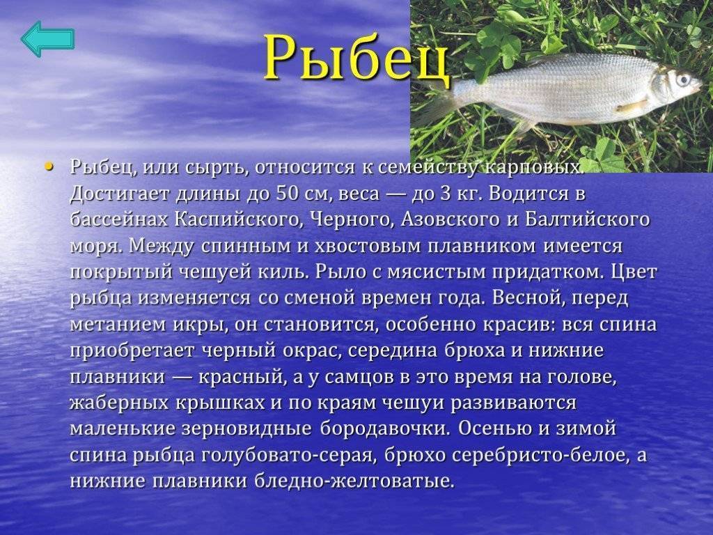 Интересные факты о рыбе ерш | vivareit