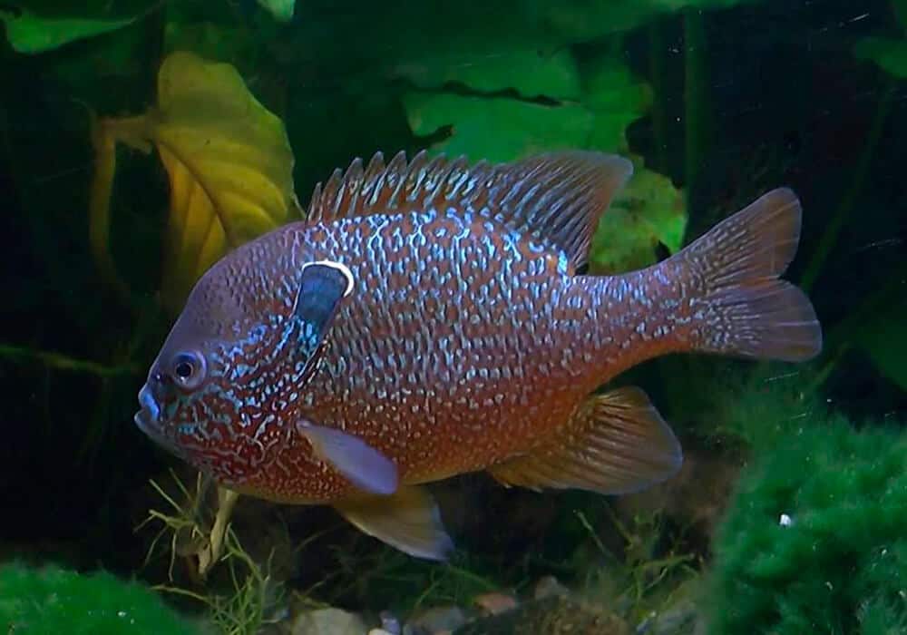 Рыба «Окунь солнечный оранжевый длинноухий» фото и описание