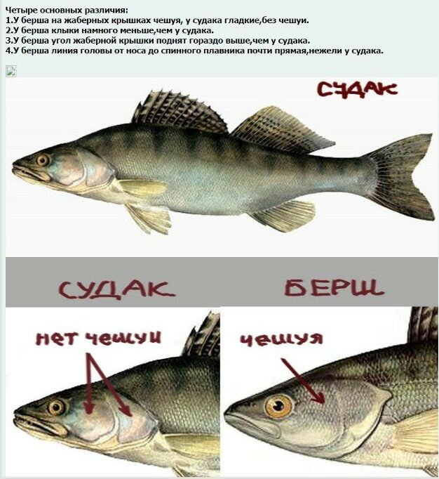 Берш: описание рыбы, отличие от судака, места обитания и нерест