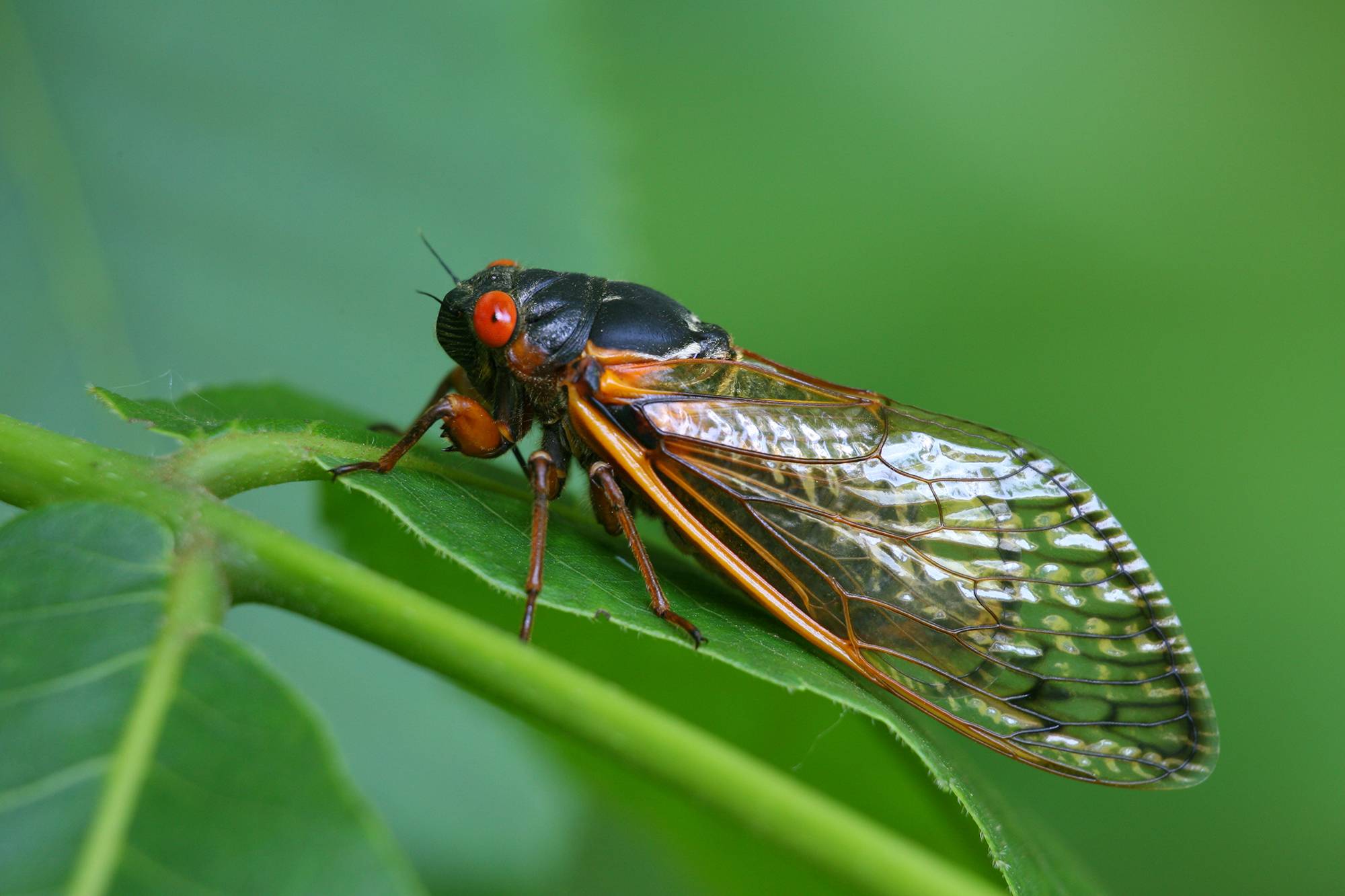 Цикада насекомое. Описание, особенности, виды, образ жизни и среда обитания цикады