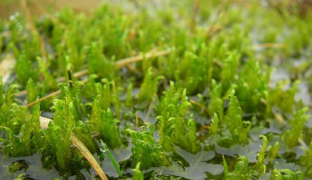 Аквариумный мох – топ-13 видов, содержание и фото