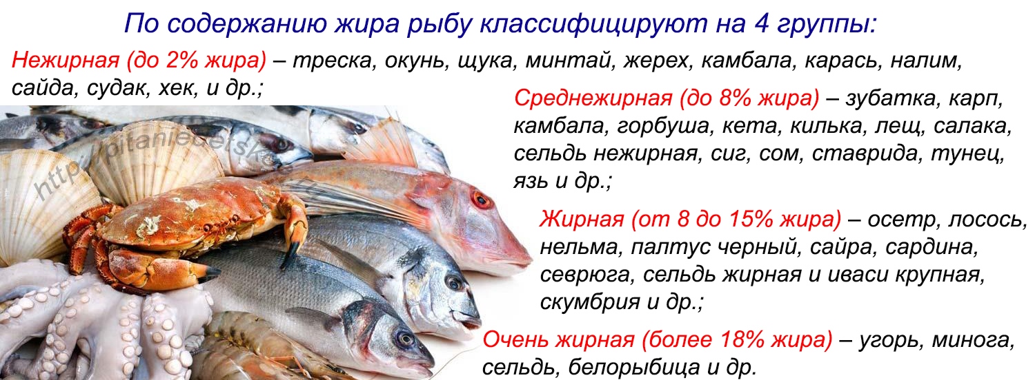 Рыба сазан польза и вред для организма, свойства икры