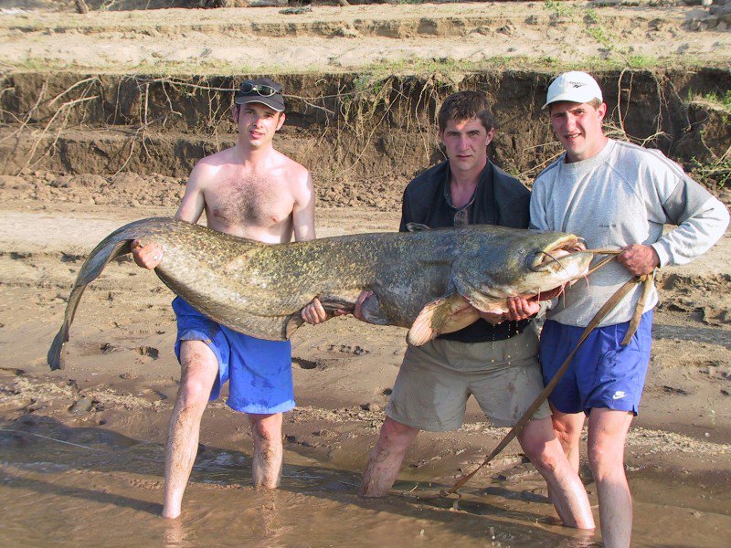 Клев ахтуба. Рыбалка на реке Ахтуба на сома. Самый большой сом в Волгоградской области. Рыба Ахтубы.