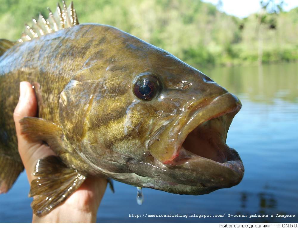 Горбыль пятнистый фото и описание – каталог рыб, смотреть онлайн