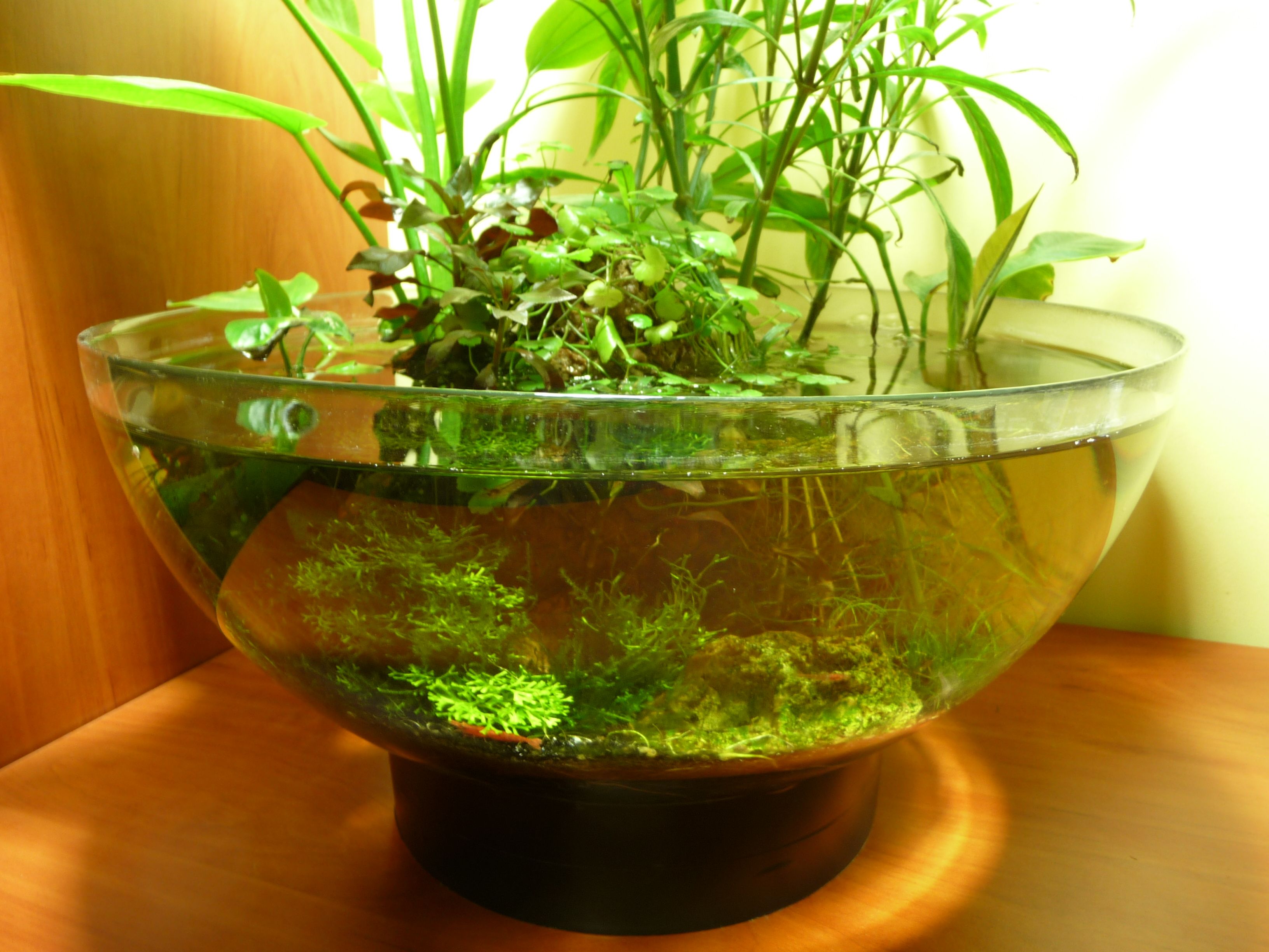 Какие аквариумные растения можно выращивать в горшочках