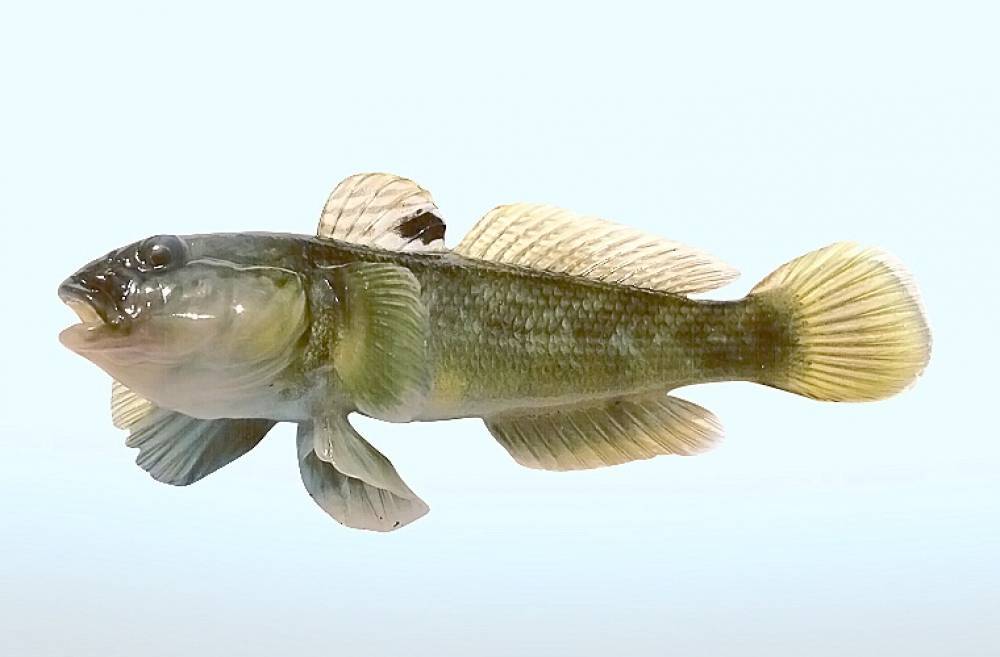 Бычок: реликтовая рыба