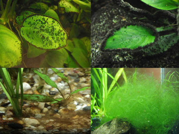 Нитчатка или нитчатые водоросоли: как избежать и методы борьбы в аквариуме - aqa.wiki