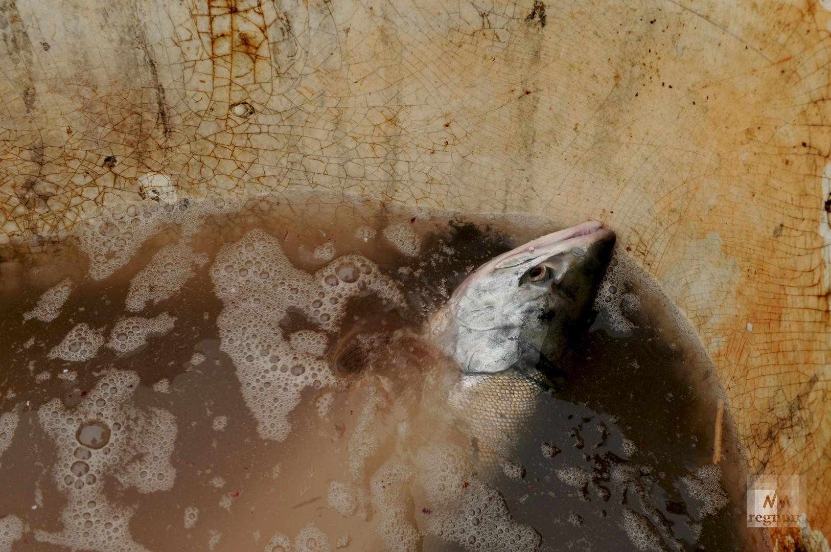 Рыбалка в анадыре: лосось уходит на корм чайкам (9 фото)