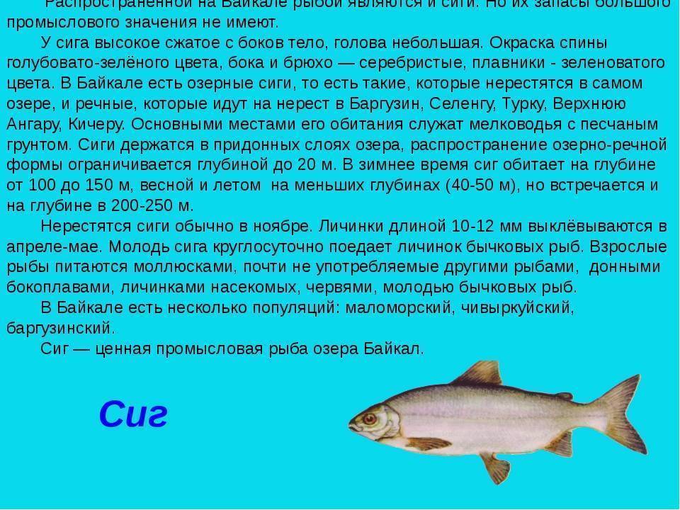 Рыба семейства сиговых - общая информация, список, особенности ловли сига