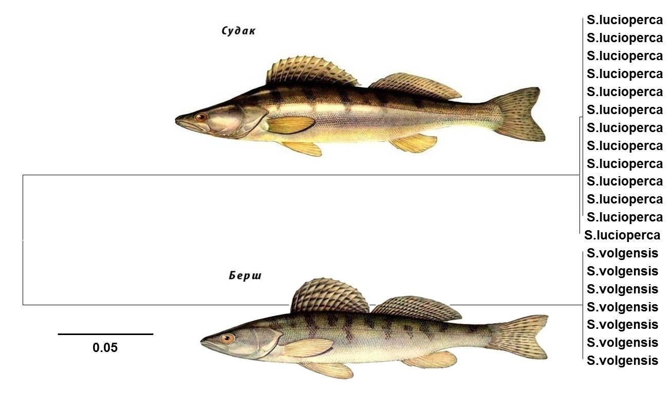 Берш и судак: в чем отличия, что это за рыба «берш»