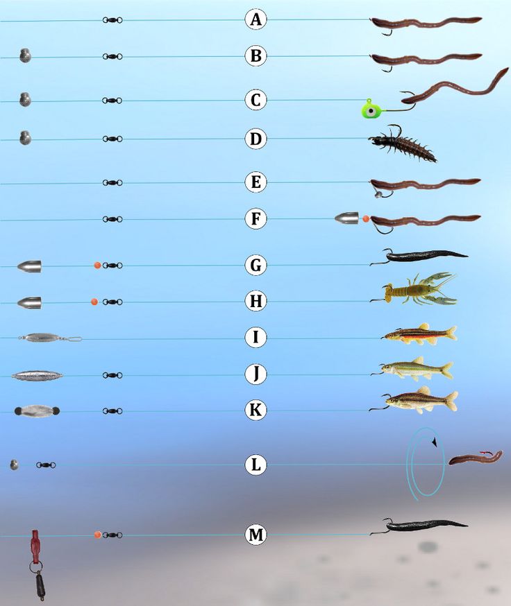 Тест рыбака: знаете ли вы наших рыб?
