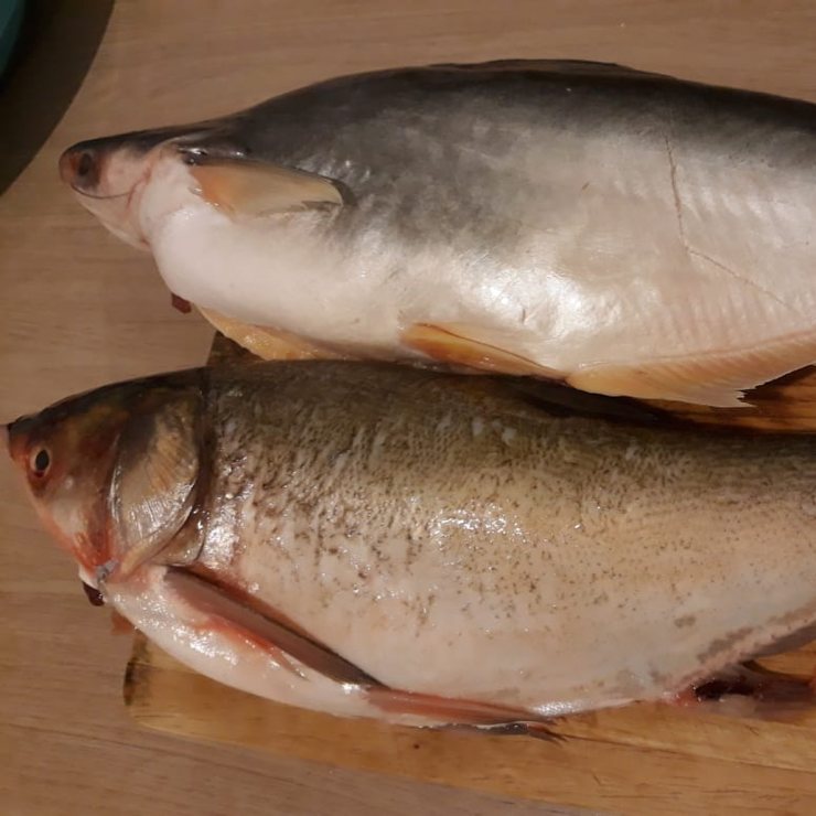 Польза и вред рыбы толстолобика | польза и вред