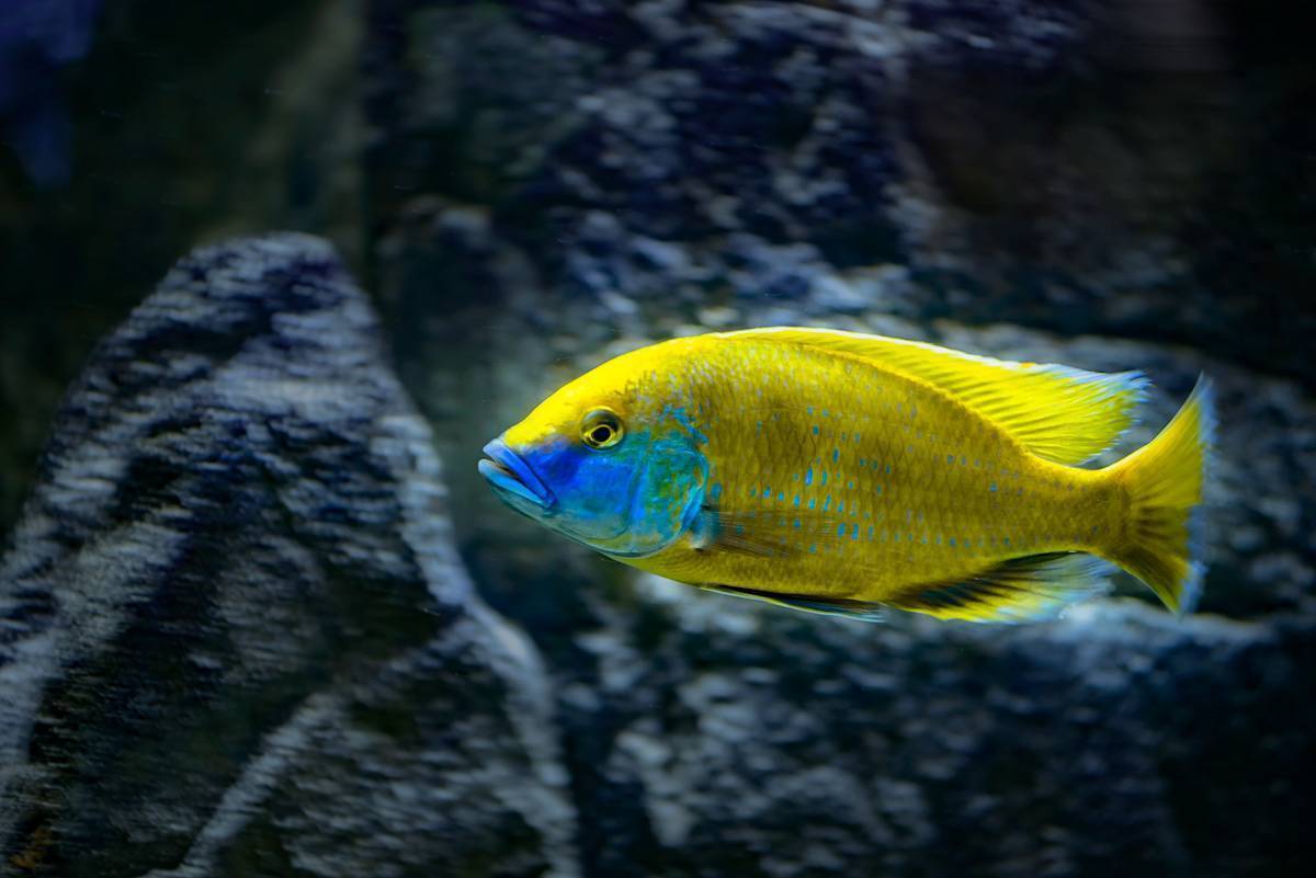 Золотая рыбка: уход, аквариум, правильное содержание, родина, как выглядят (описание), размеры, виды