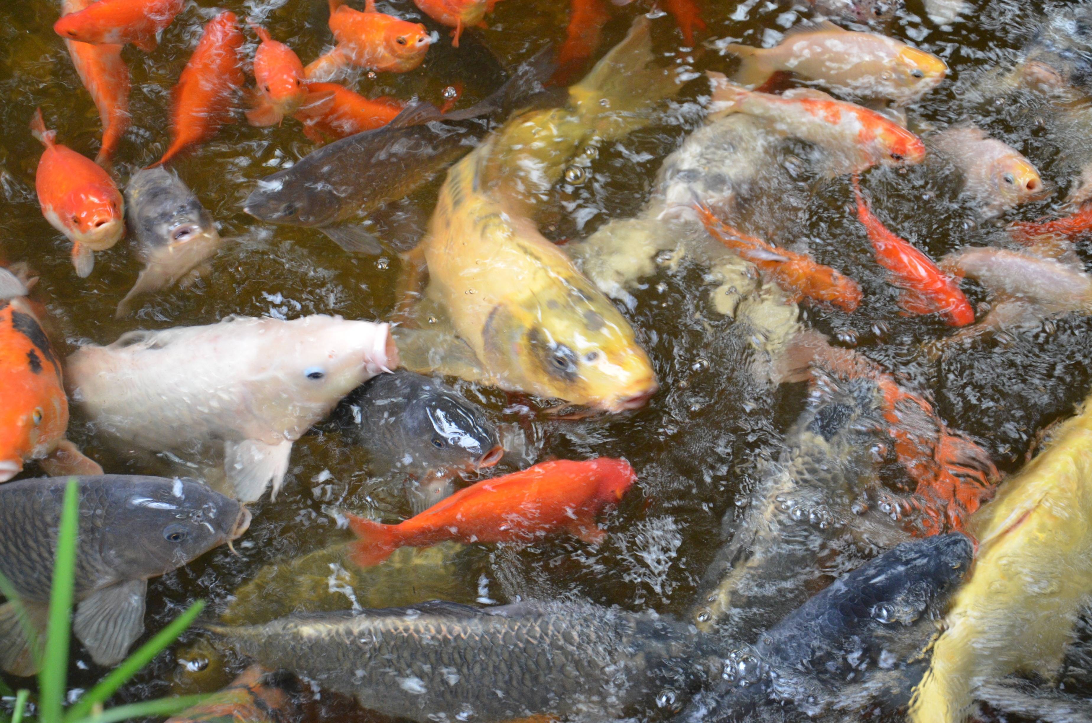 Как разводить рыбу в маленьком пруду на дачном участке