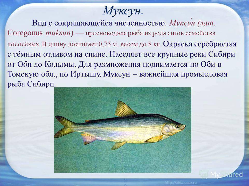 Рыба сиг — применение, полезные свойства и вред