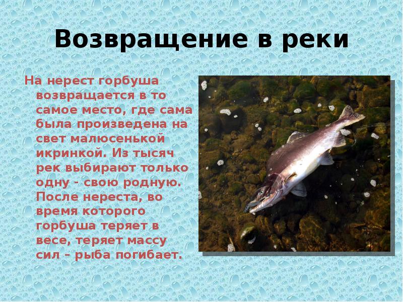 Рыба горбуша фото и описание