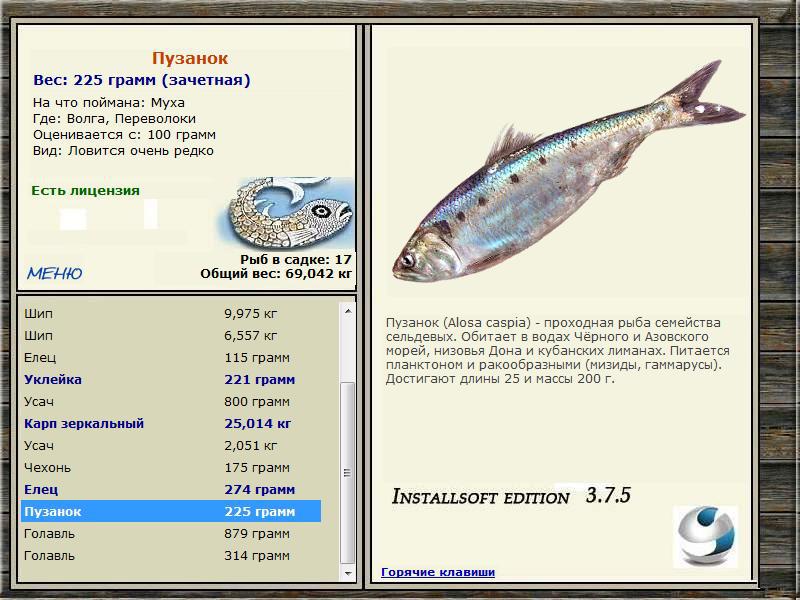 Ряпушка сибирская фото и описание – каталог рыб, смотреть онлайн