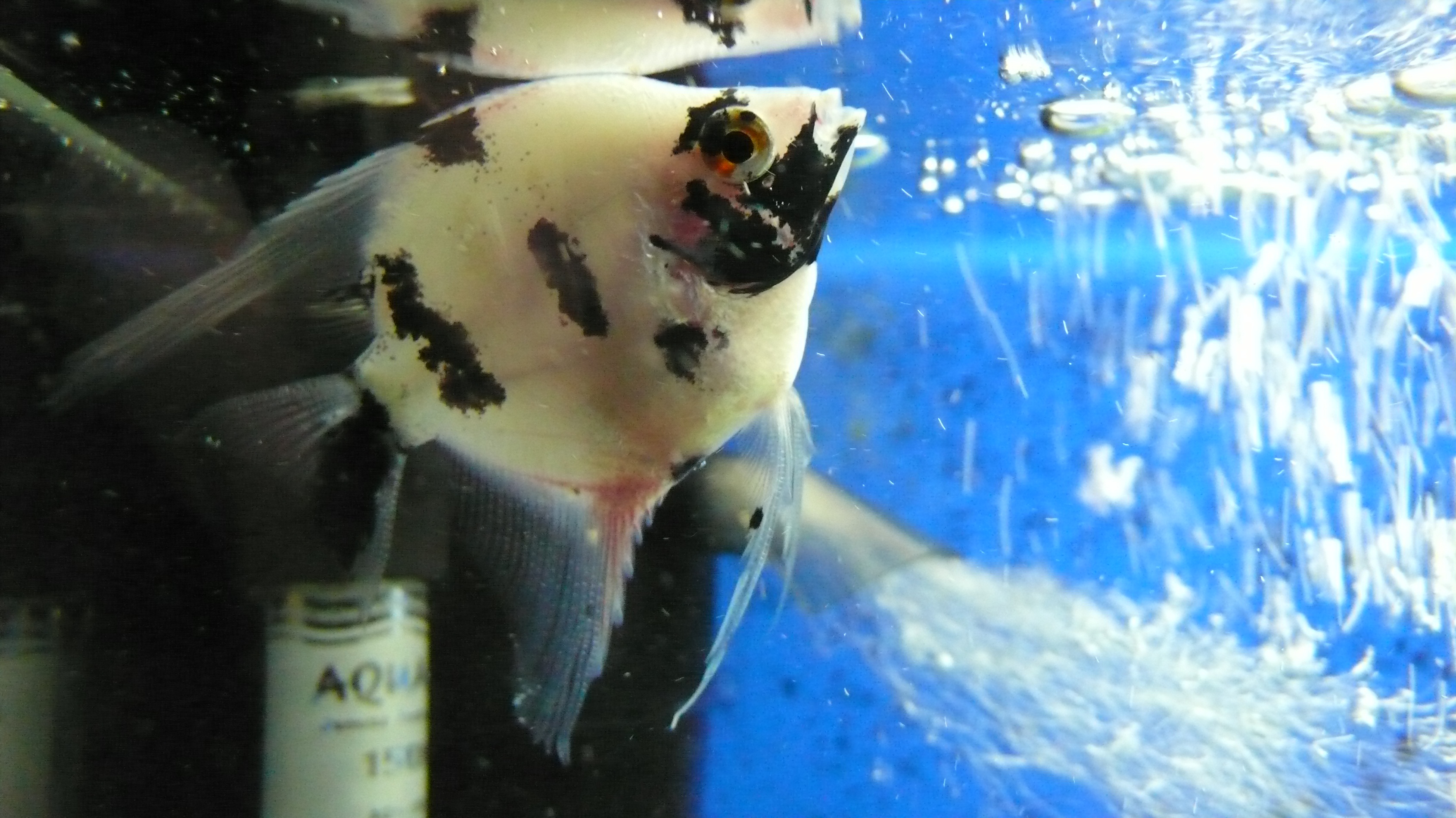 11 частых симптомов болезней у рыбок петушков