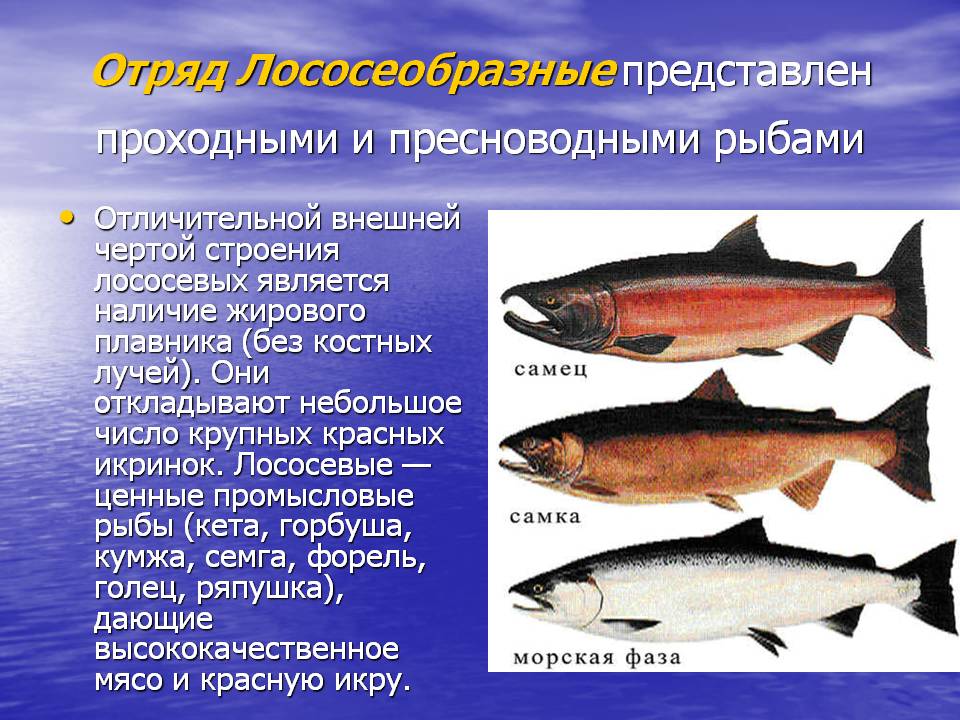 Рыба горбуша: характеристика, где обитает, какое мясо