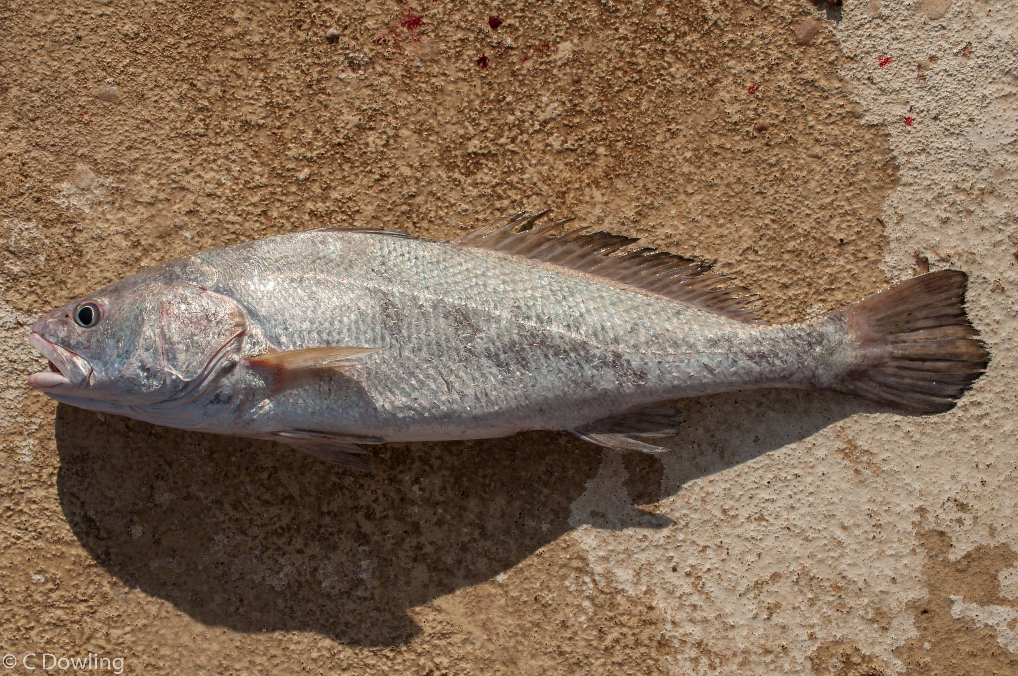 Рыба «Горбыль красный» фото и описание