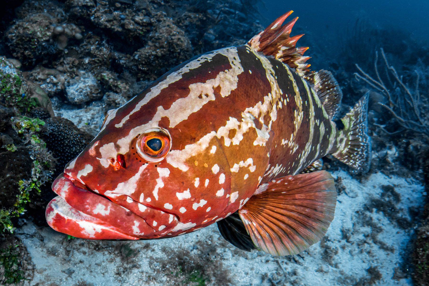 Групер рыба: ее разновидности, места обитания